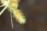 Saltmarsh umbrella-sedge